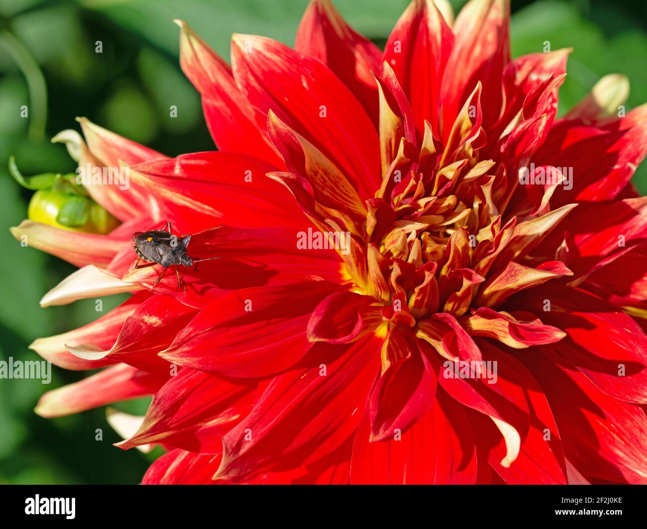 Blühende rote Dahlie in einer Nahaufnahme Stockfoto