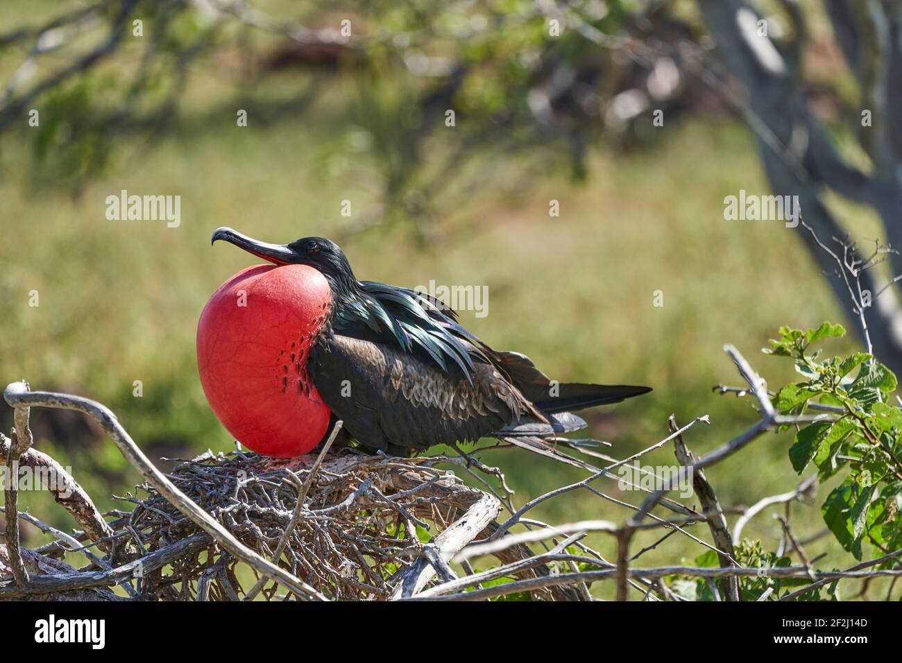 Prachtvoller Fregattvogel, Fregata magnificens, ist ein großer schwarzer Seevögel mit einem charakteristischen roten Gularsack. Männliche Fregatte brütet mit aufgeblähtem Sack Stockfoto