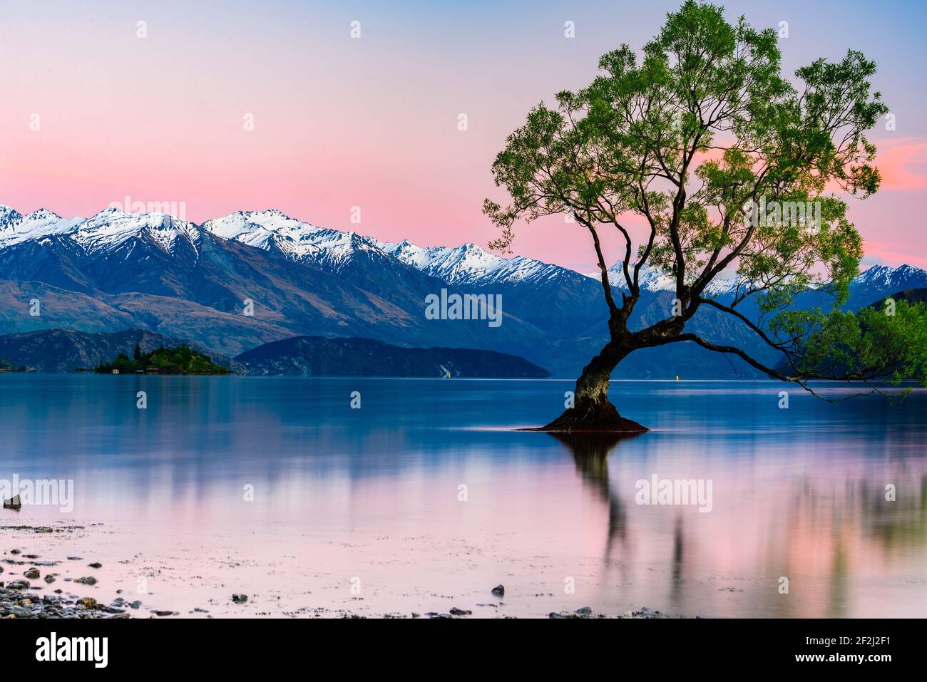 Romantischer Einzelbaum im Wanaka See, Südinsel, Neuseeland. Rosafarbener Abendhimmel über schneebedeckten Bergen. Stockfoto