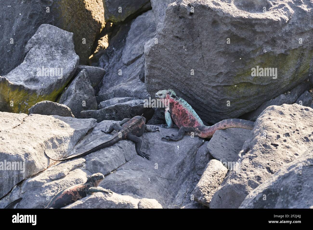 Meeresiguana, Amblyrhynchus cristatus, auch Meer, Salzwasser oder Galápagos Meeresiguana auf den Lavagesteinen der galapagos-Inseln aufsaugen sitzen Stockfoto