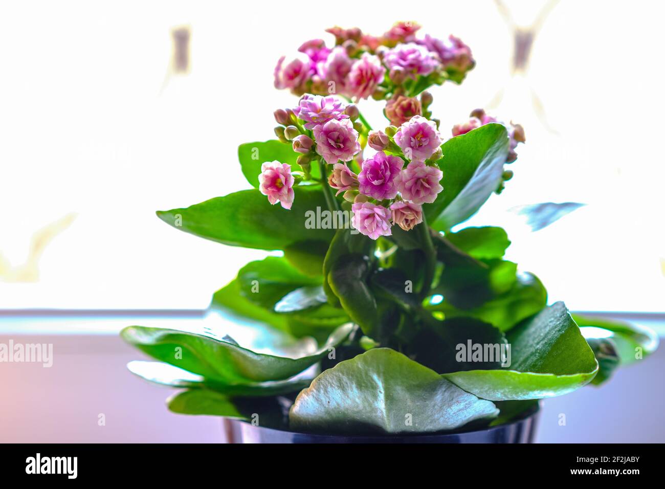 Nahaufnahme einer Kalanchoe Mix Blume auf einer Fensterbank. Stockfoto