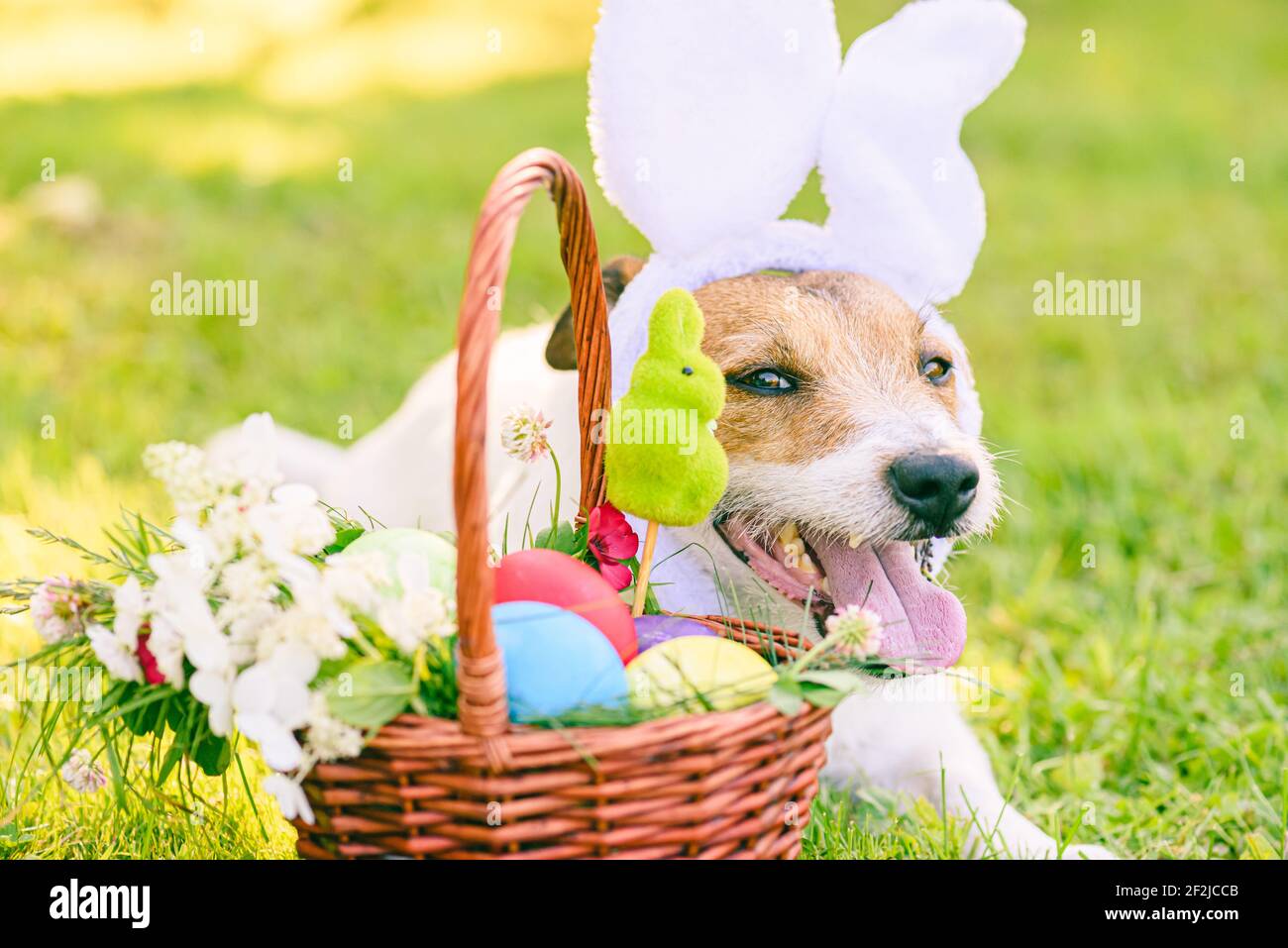 Ostereier im Korb und Hund mit Hasenohren als Ostereierjagd Konzept Stockfoto