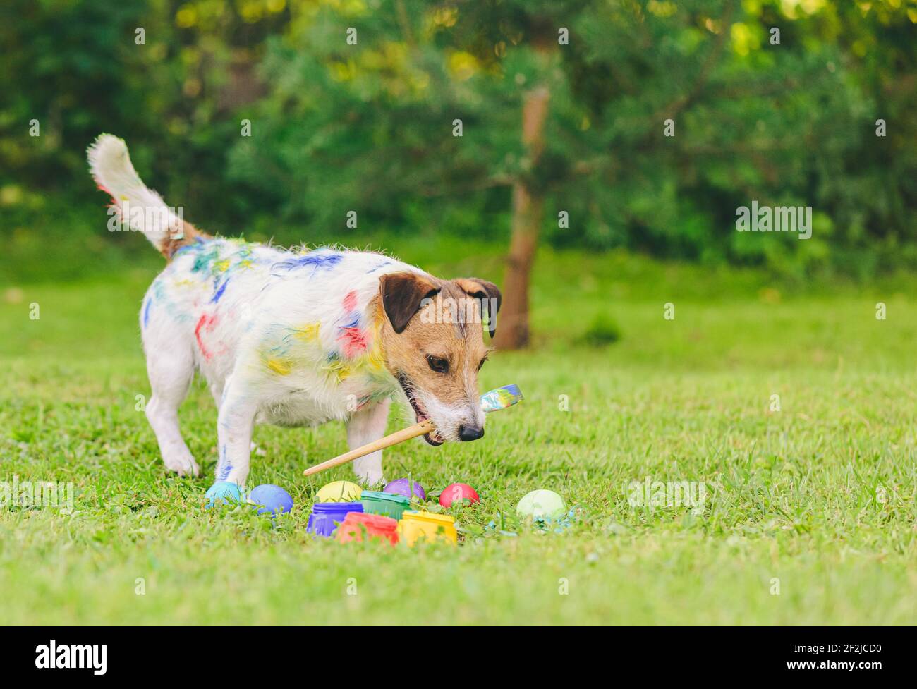 Humor Konzept der Osterei Färbung mit Hund halten Pinsel Im Mund Stockfoto