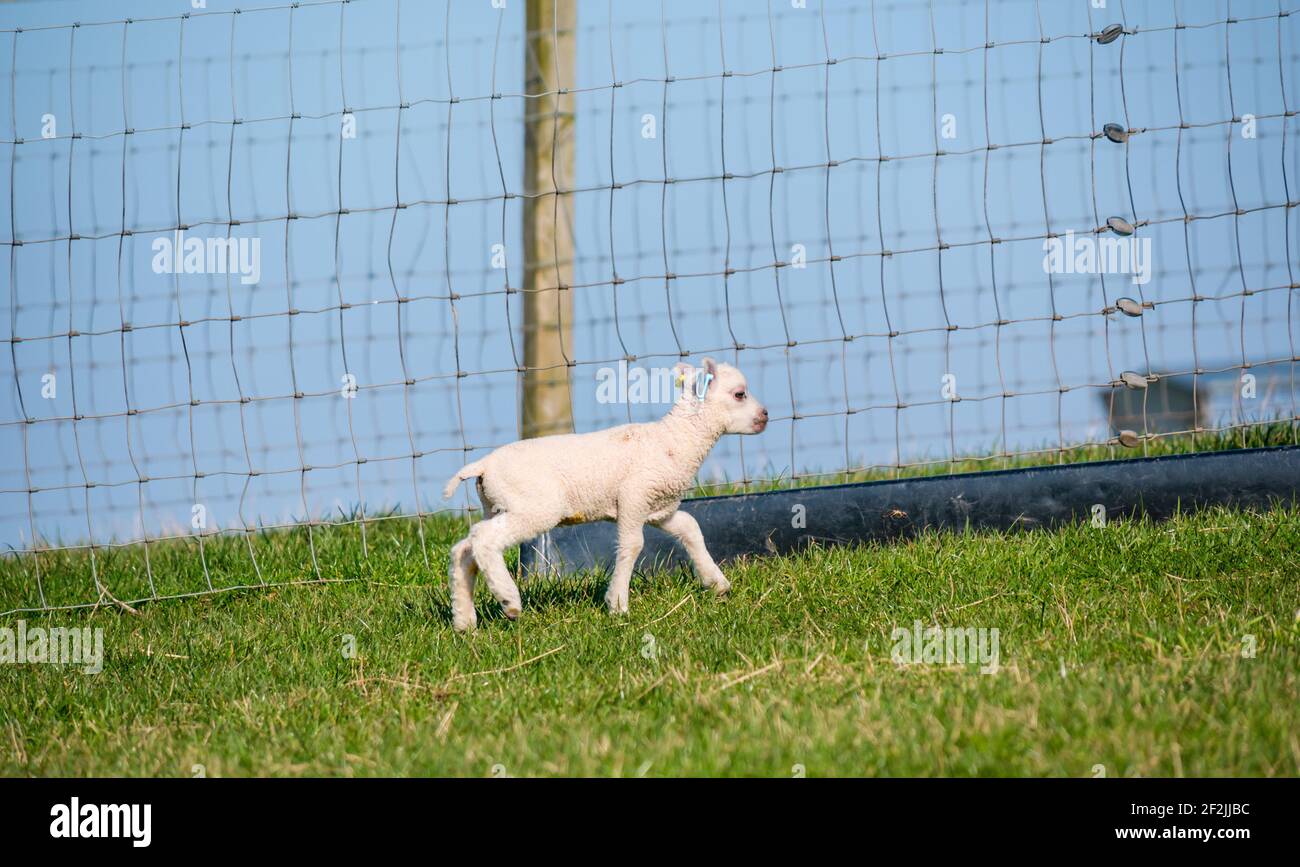 White Shetland Schaf Lamm im Feld, East Lothian, Schottland, Großbritannien Stockfoto