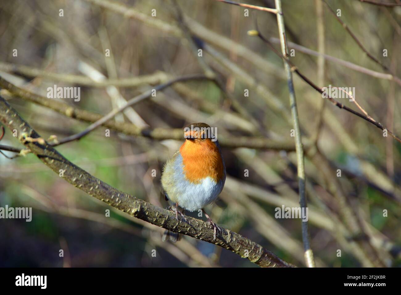 British robin hockte auf einem Ast im Garten in England und genoss einen warmen Frühlingstag Stockfoto