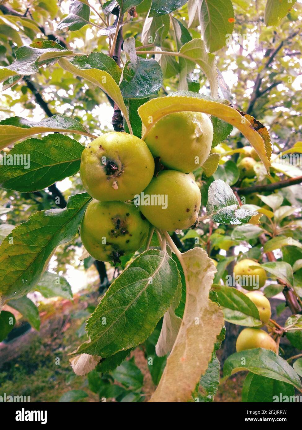 Verfaulte Früchte auf dem Baum Stockfoto