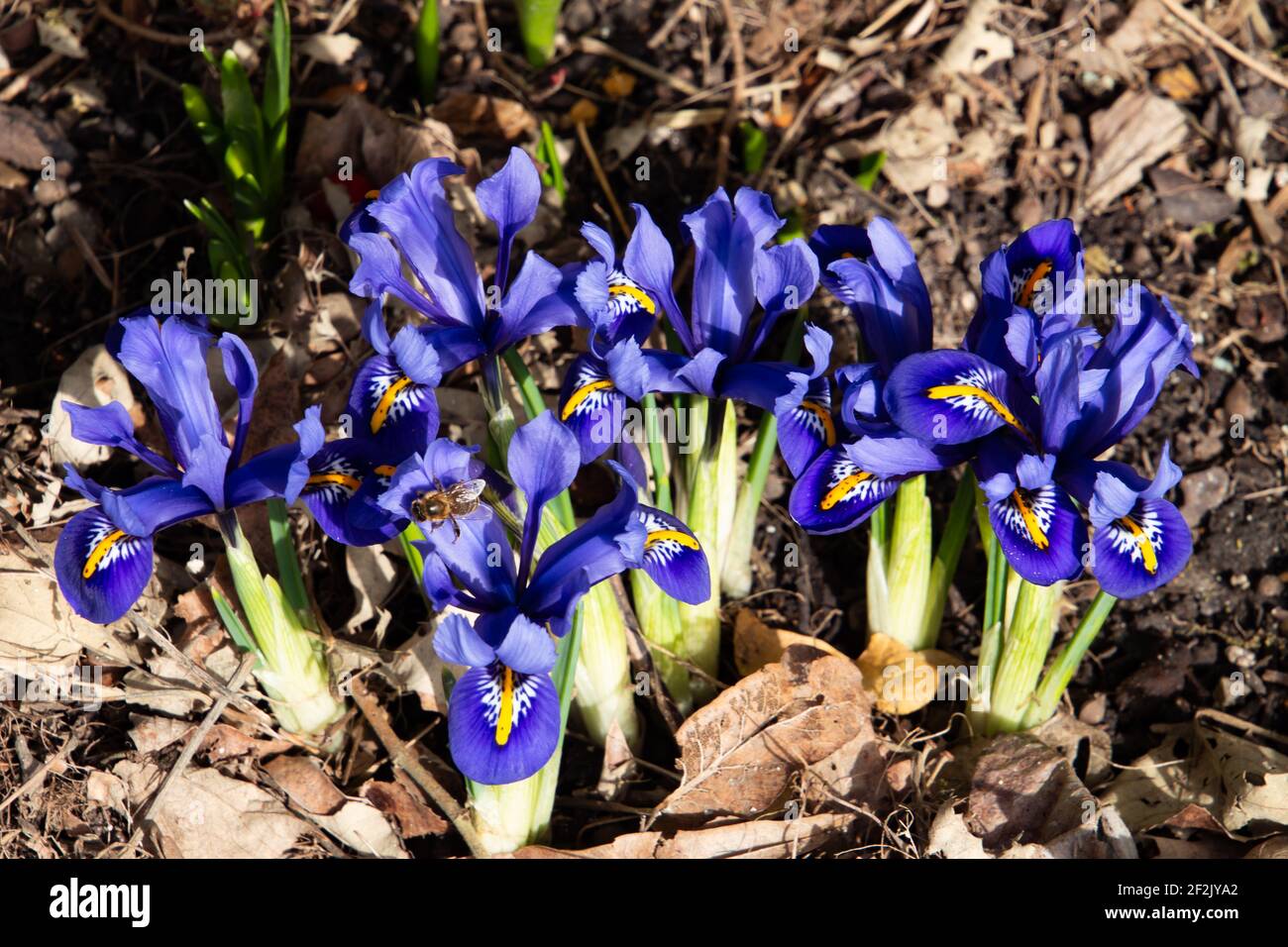 Blaue Netzlilie im Frühling, auch Iris reticulata oder zwerg Iris genannt Stockfoto