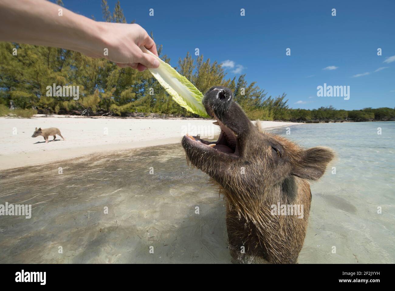 Fütterung von Schweinen am Strand in Bahamas Stockfoto