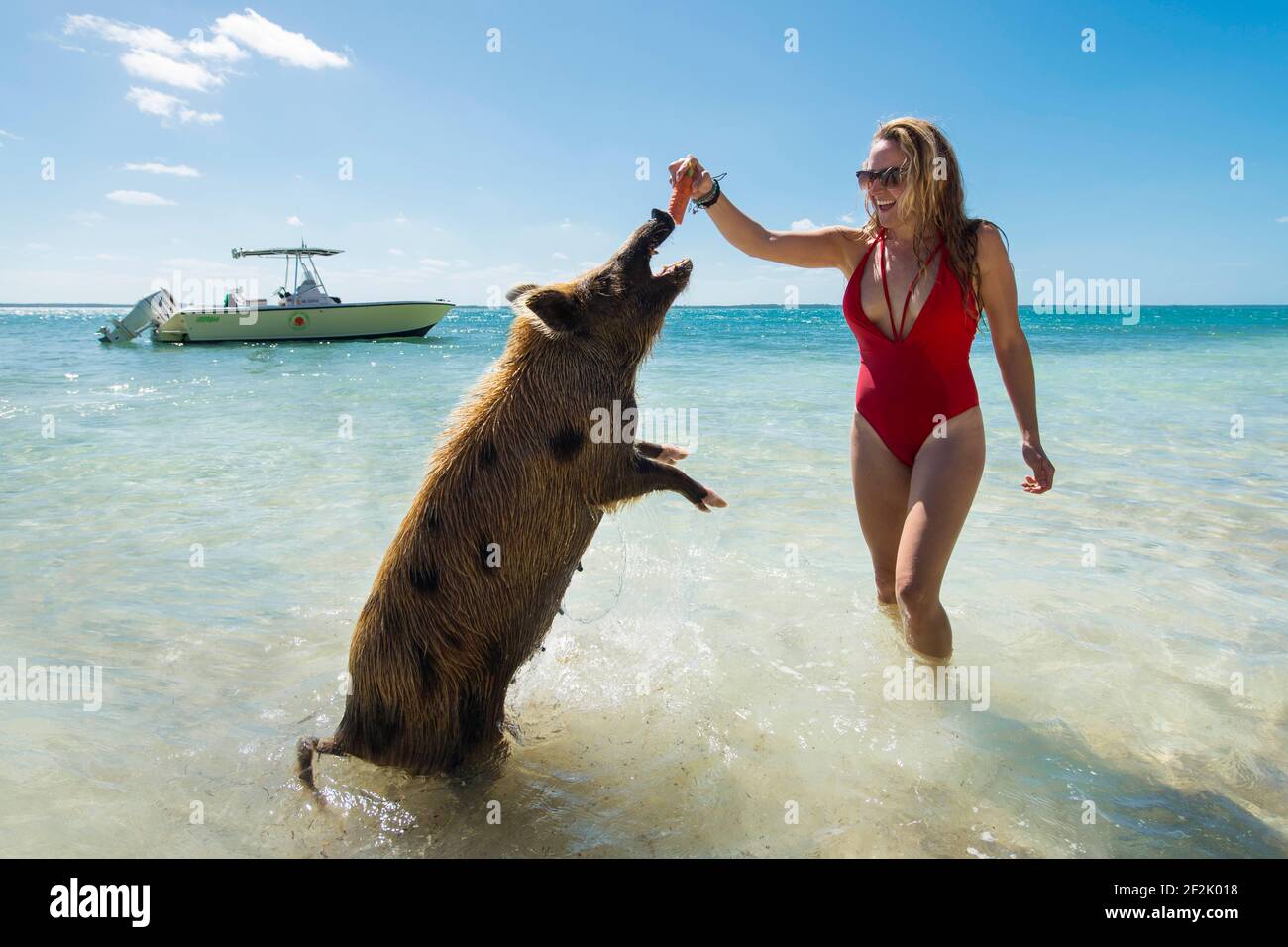 Junge weibliche Fütterung Schweine am Strand in Bahamas Stockfoto