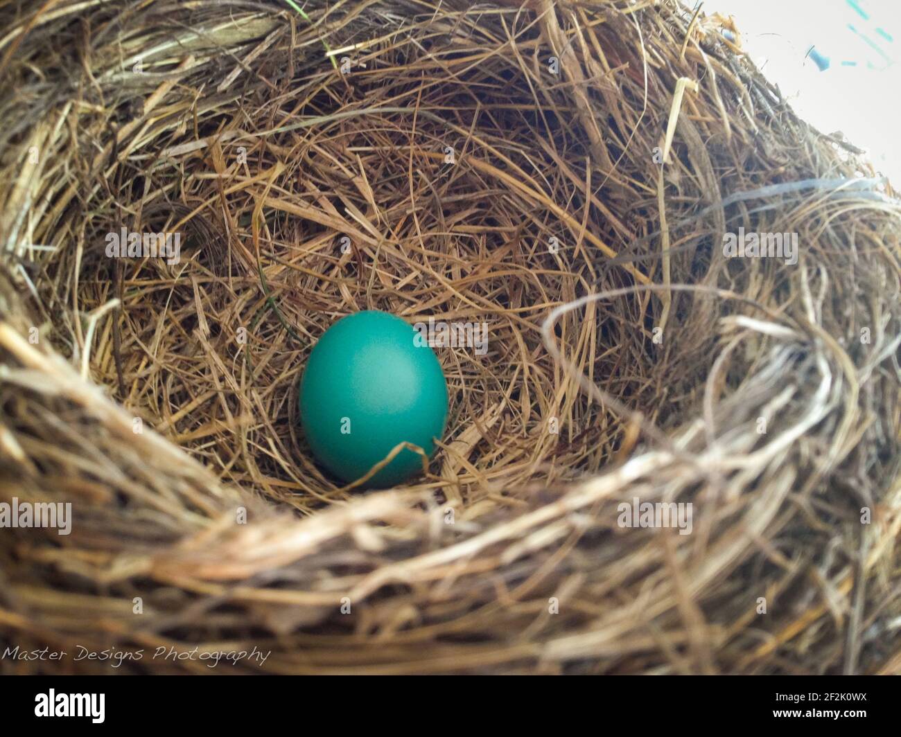 1 ein Robin Egg iin Woven Nest Stockfoto