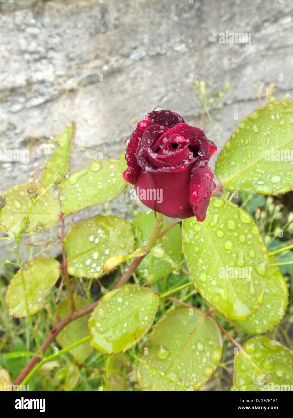 Rote rose mit Wassertropfen Stockfoto