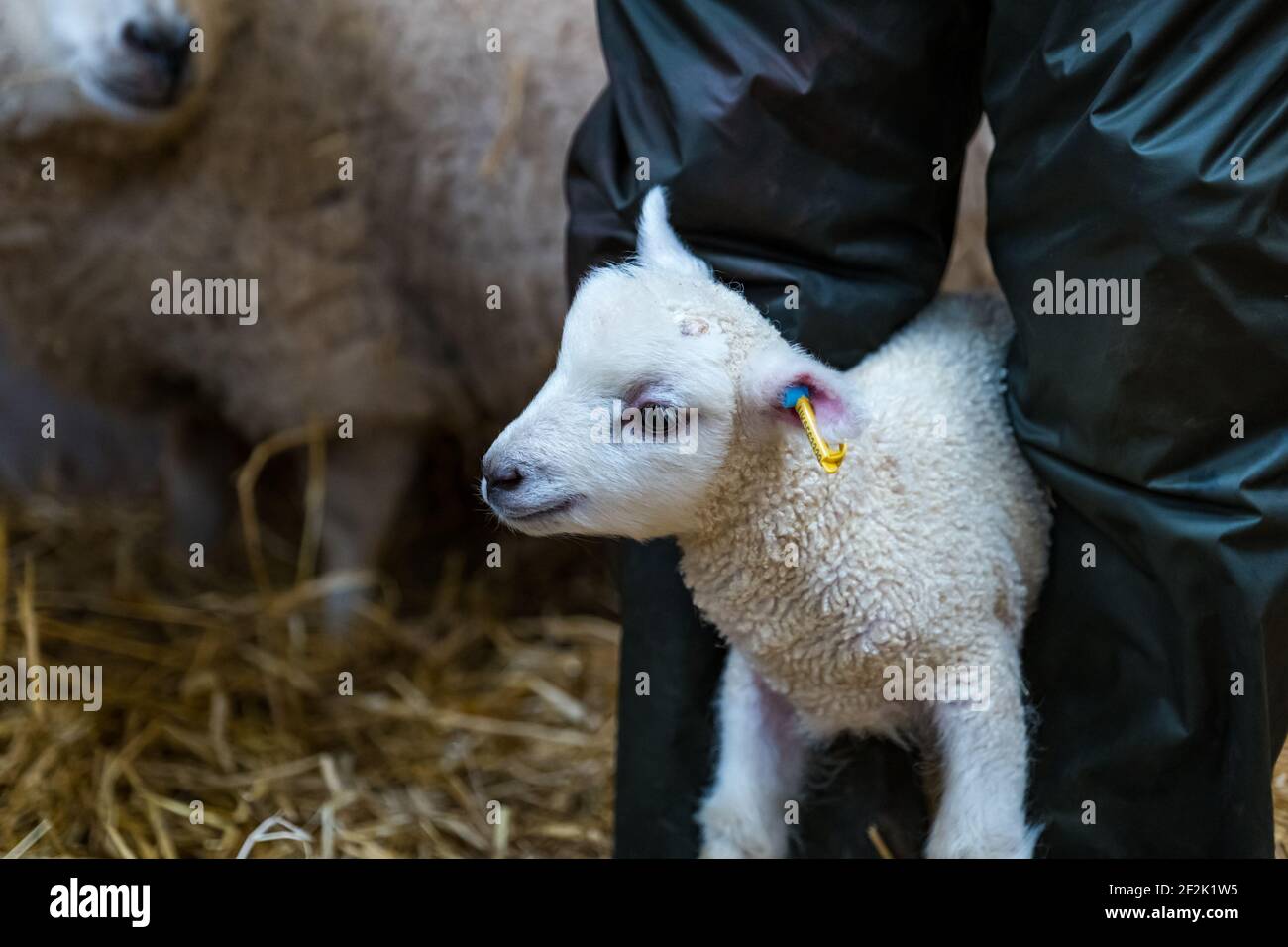 Farmer setzen Ohrmarken auf neugeborenen Shetland Schaf Lamm in Scheune, East Lothian, Schottland, Großbritannien Stockfoto