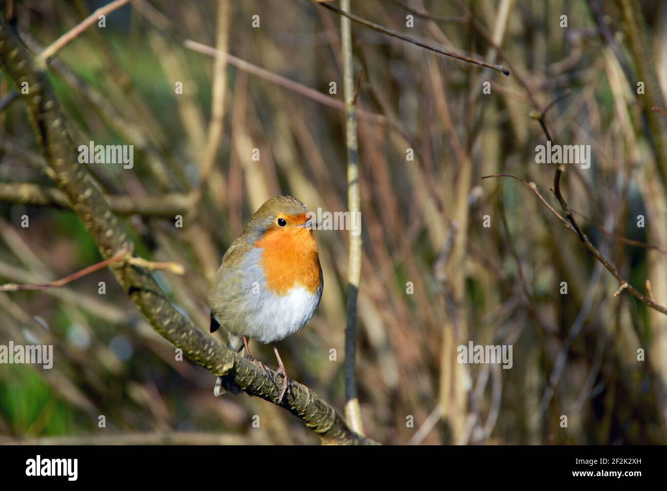 British Robin genießt Frühlingssonne im Garten. Stockfoto