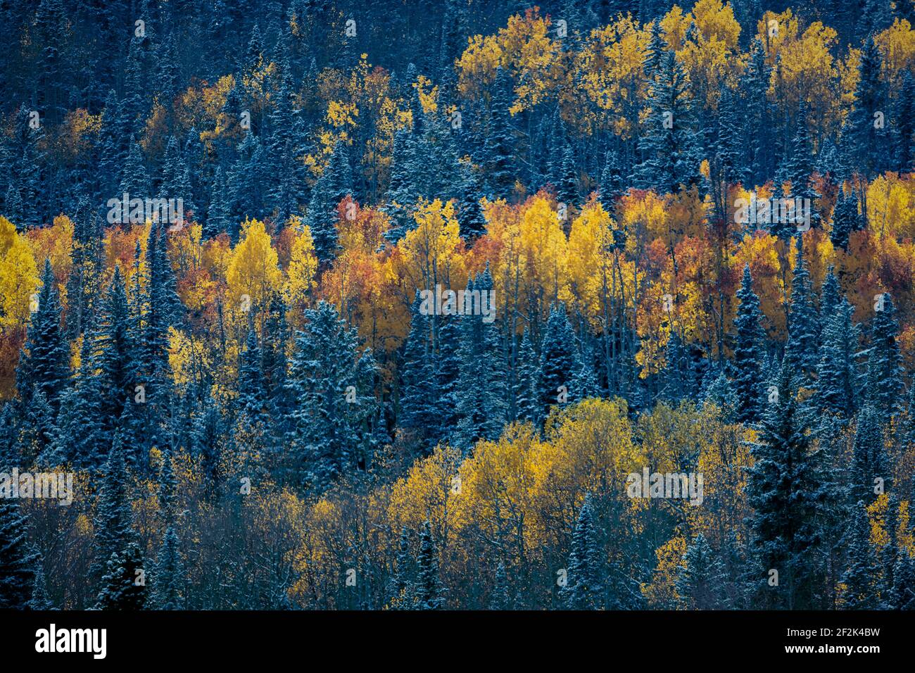 Landschaftlich schöner Blick auf die Bäume im Winter Stockfoto