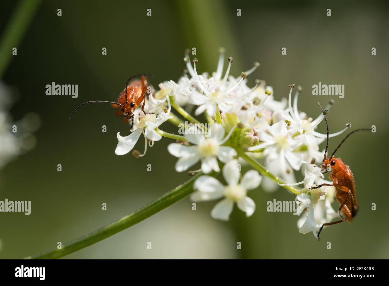 Ein Soldatenkäfer (Rhagonycha fulva) auf Kuhpsilie (Anthiscus sylvestris) bei Colaton Raleigh, Devon, UK Stockfoto