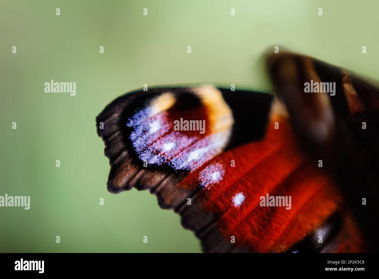 Defocus Europäischen Pfau Schmetterling Inachis io. Flügel extrem Nahaufnahme auf unscharfem hellgrünen Hintergrund. Helle Schmetterlingsaugen. Hintergrundbilder. Aus Stockfoto