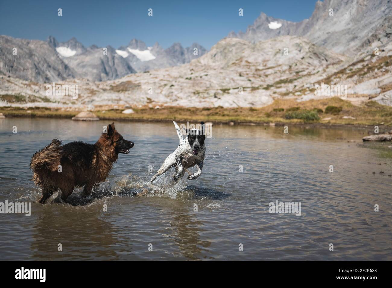 Verspielte Hunde im See gegen Berge Stockfoto