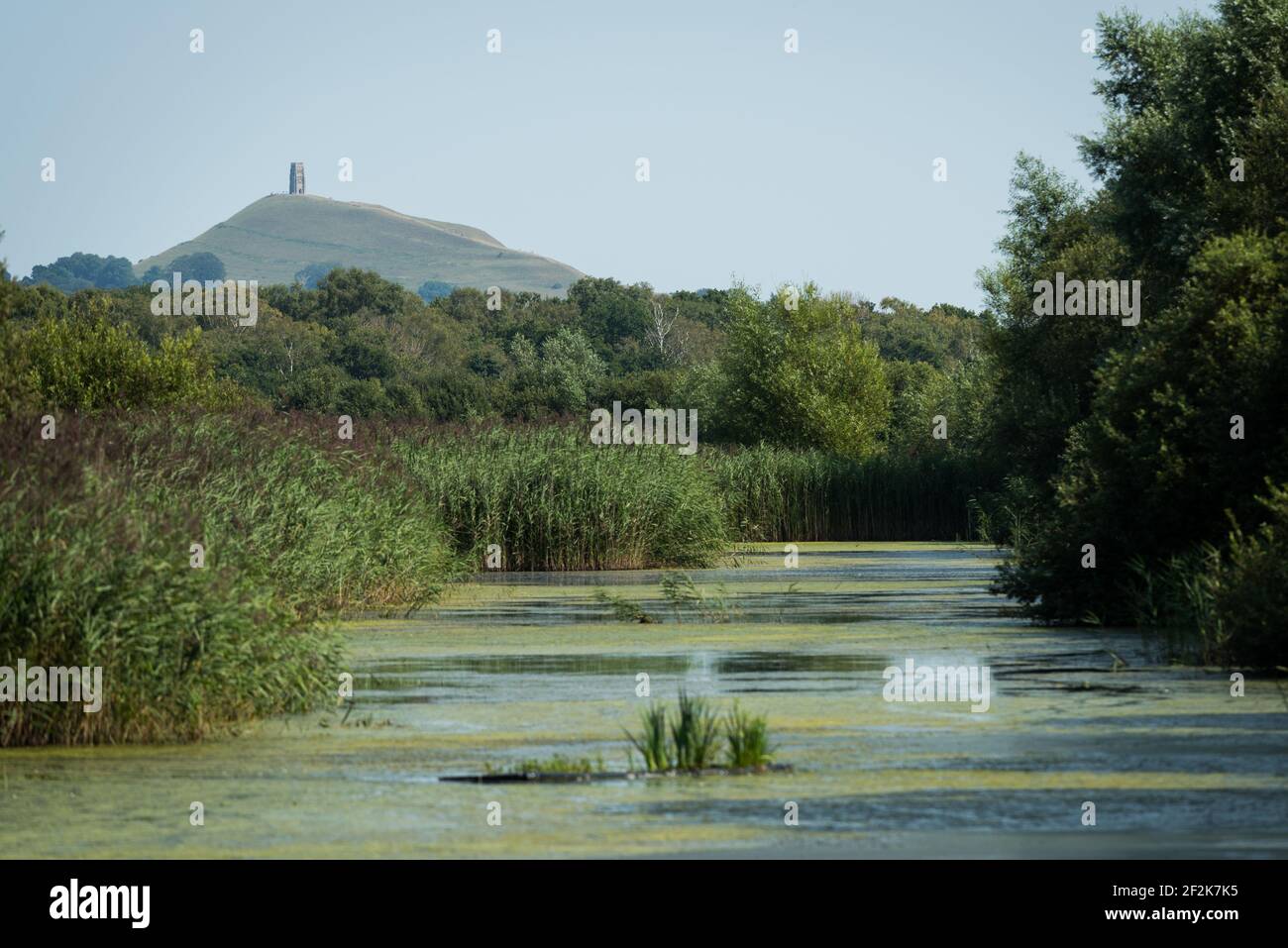 Glastonbury Tor aus dem Ham Wall RSPB Nature Reserve in den Somerset Levels, Großbritannien. Stockfoto