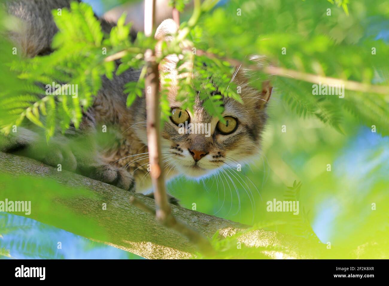 Tabby Kitten auf einem Baumzweig Stockfoto