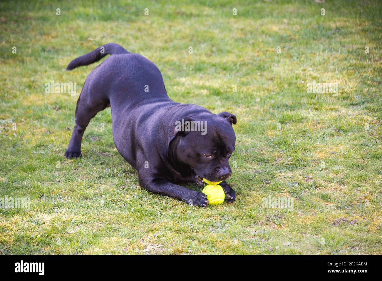Staffordshire Bullterrier Hund spielt mit einem Tennisball auf Gras. Er hat seinen Schwanz in der Luft, während er den Ball kaut. Es sieht aus wie ein Daunenhund Yoga Pose Stockfoto