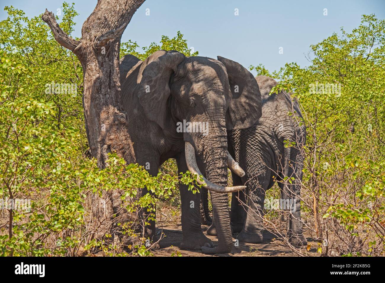 African Elephant Loxodonta africana 13622 Stockfoto