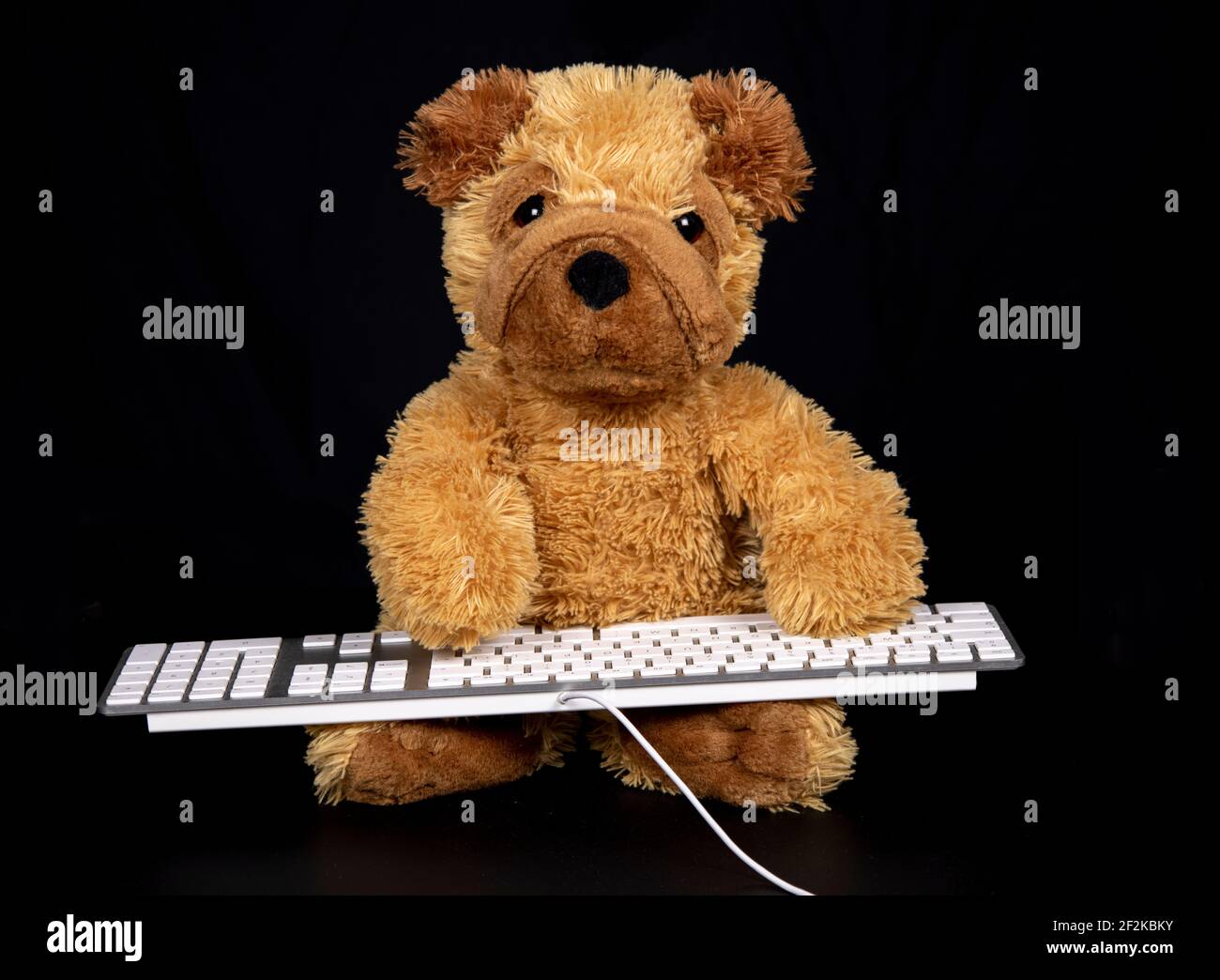 Teddy Hund Eingabe auf der Tastatur Stockfoto