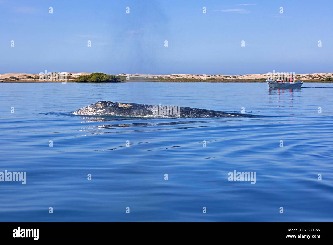 Touristen in touristischen Boot beobachten Pazifik Grauwal (Eschrichtius robustus) an der Oberfläche in der Nähe von Puerto Adolfo López Mateos, Baja California Sur, Mexiko Stockfoto