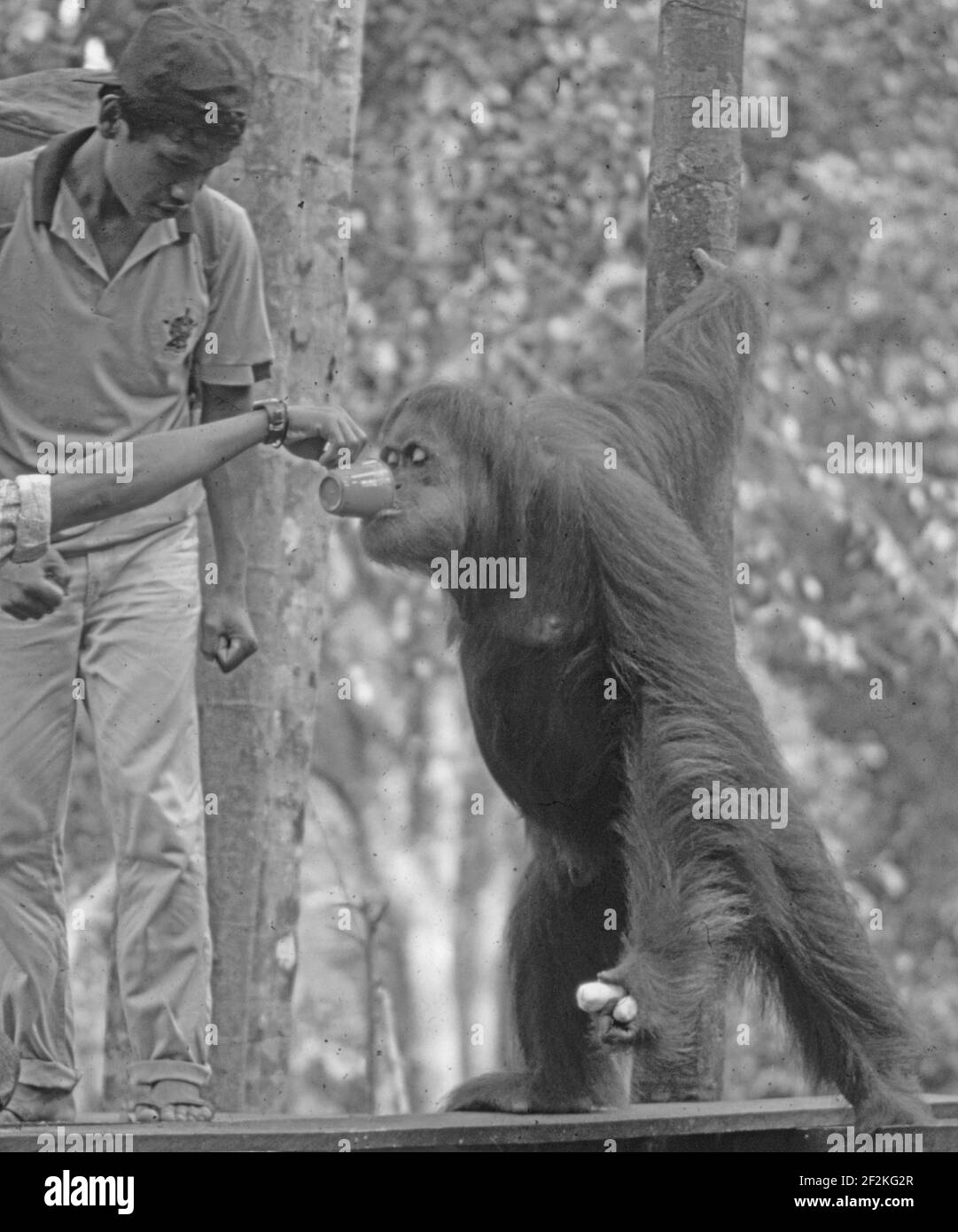 Indonesien: Ein Orang Utan an der reha-Station in Kalimantan Stockfoto
