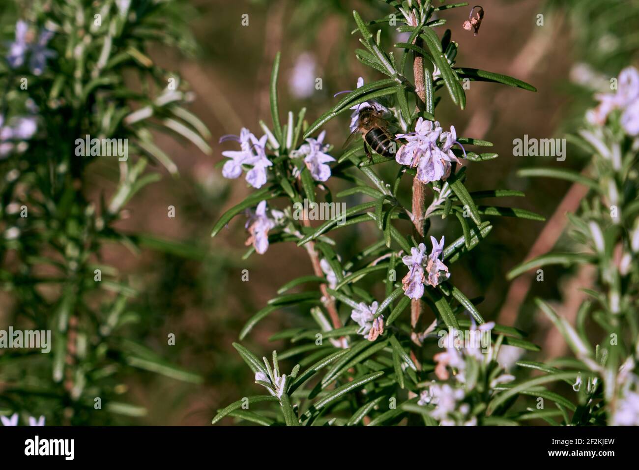 Honigbiene auf Rosmarinblüten Stockfoto