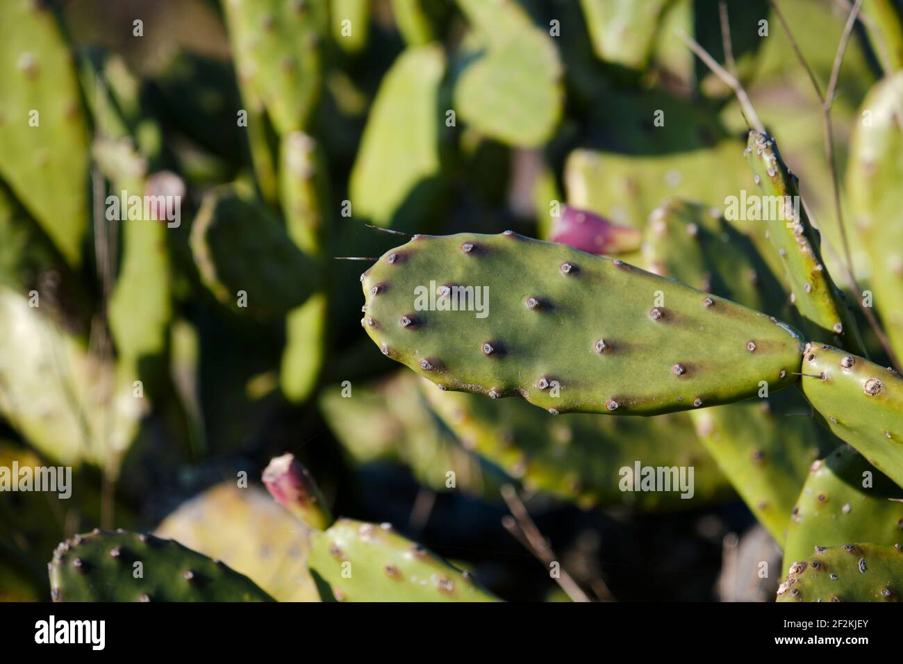 Detail von opuntia ficus indica oder Kaktus aus stacheliger Birne Stockfoto