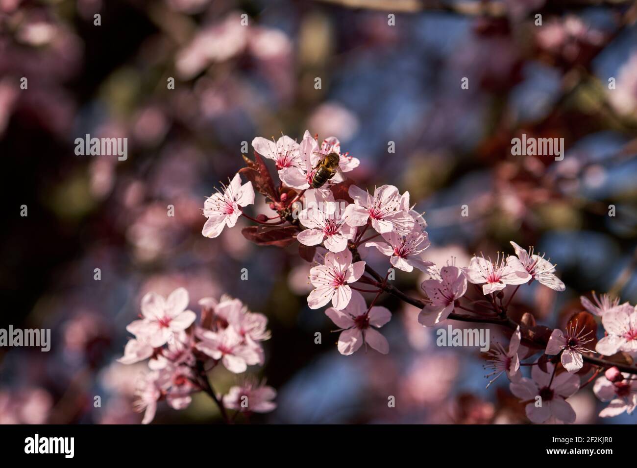 Honigbiene auf Kirsche Pflaume rosa Frühlingsblumen zu Nahrungssuche Stockfoto