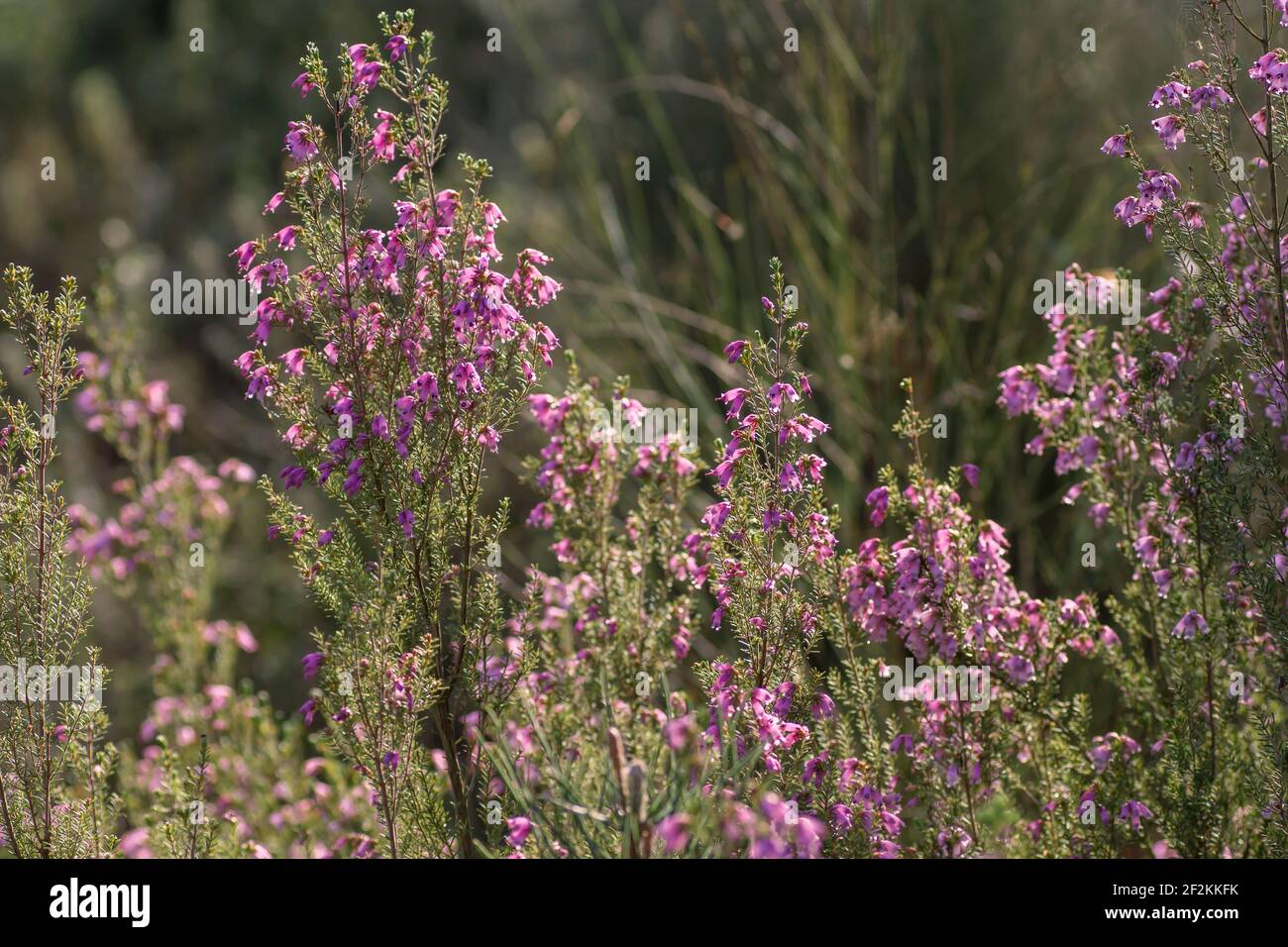 Irische Heide rosa Blüten blüht im Frühjahr Stockfoto