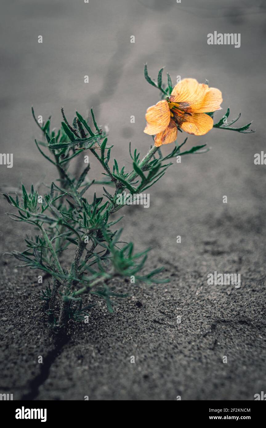 Pflanze wächst und blüht aus einem Betonriss Stockfoto