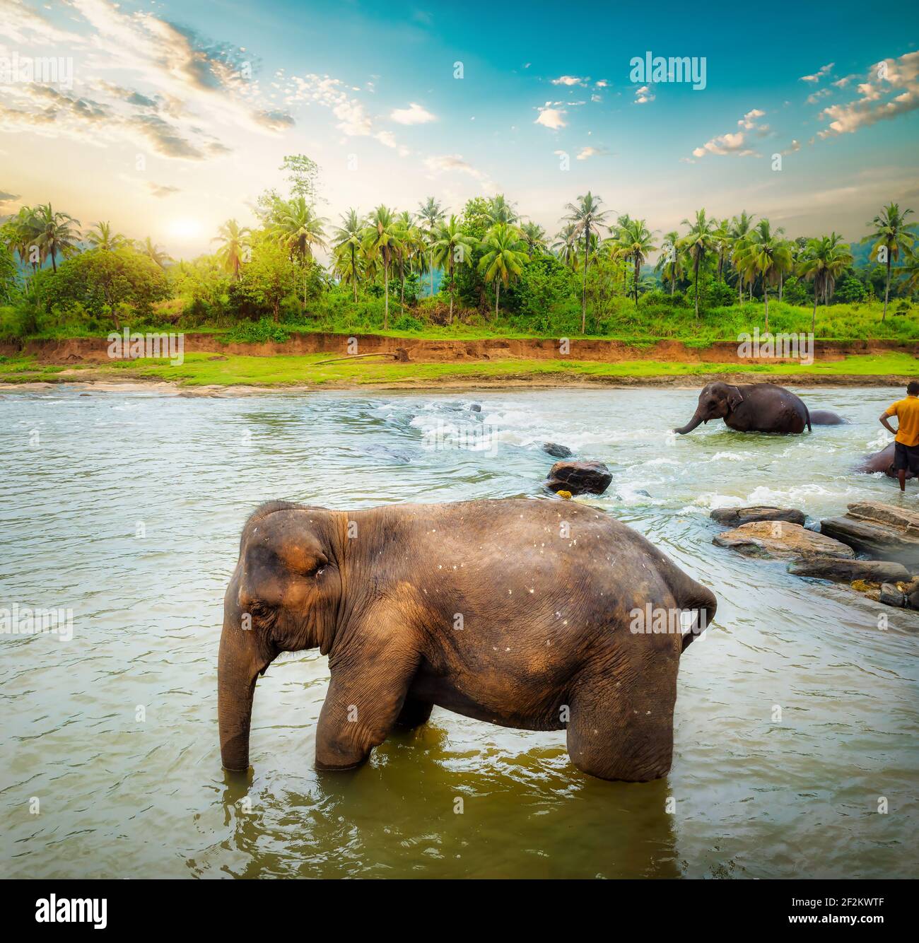 Herde von Elefanten Baden im Dschungel Fluss von Sri Lanka Stockfoto