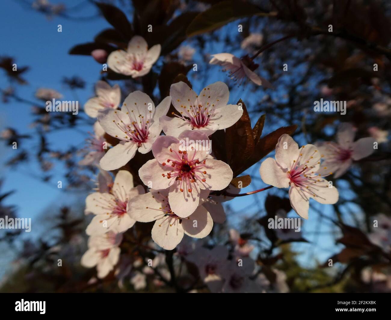 Ein schöner Frühling blüht Bäume in einem bunten unscharfen Hintergrund Stockfoto