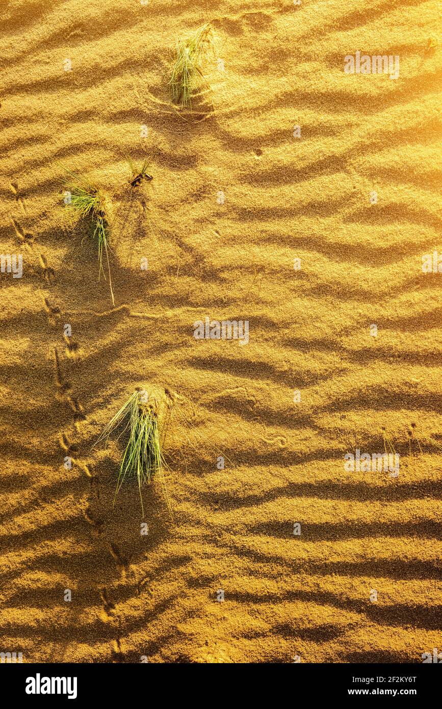 Mit gelbem Sand in der Wüste. Textur der Wüste Stockfoto