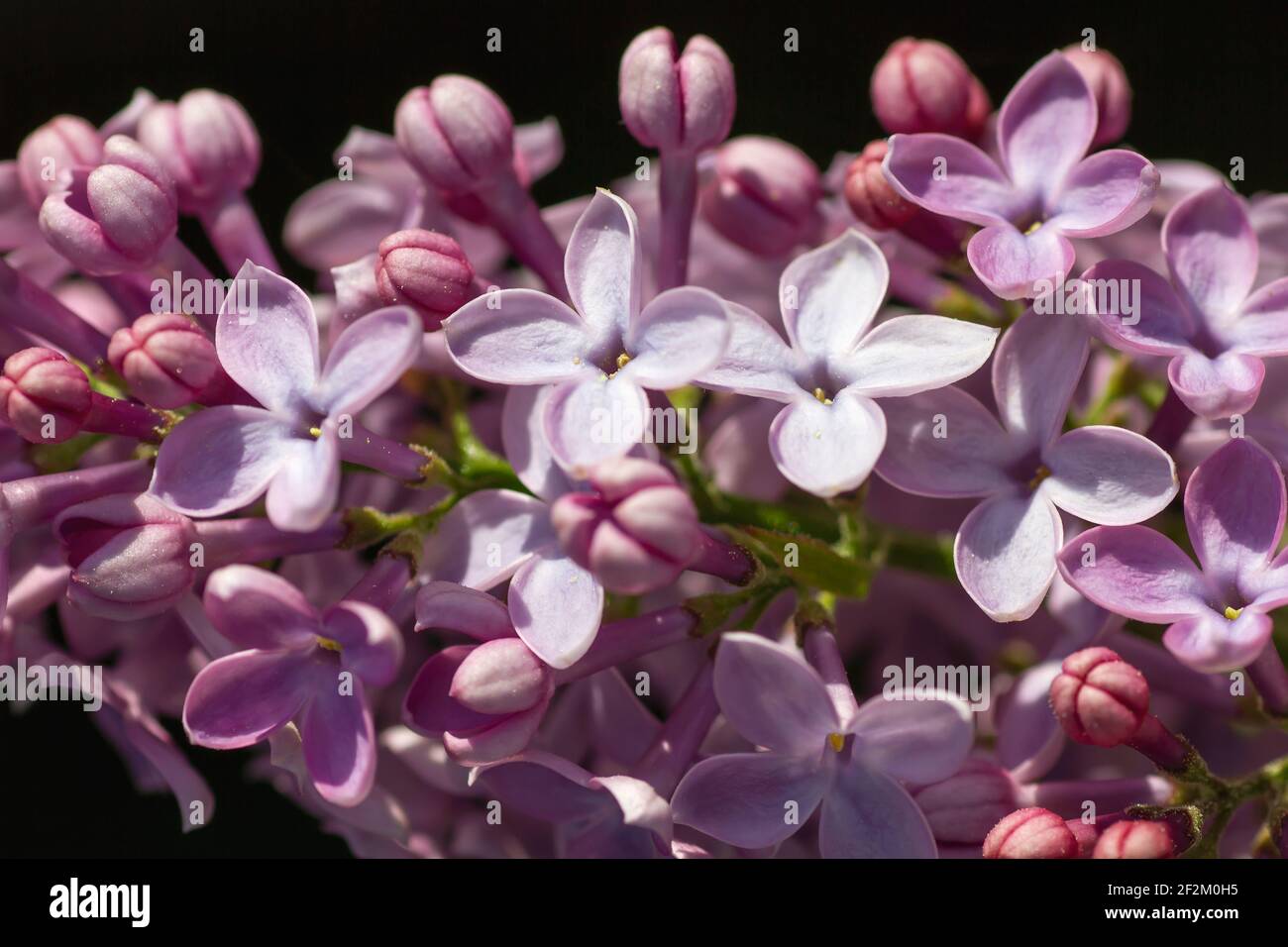 Syringa vulgaris Flieder blüht im Frühling Stockfoto