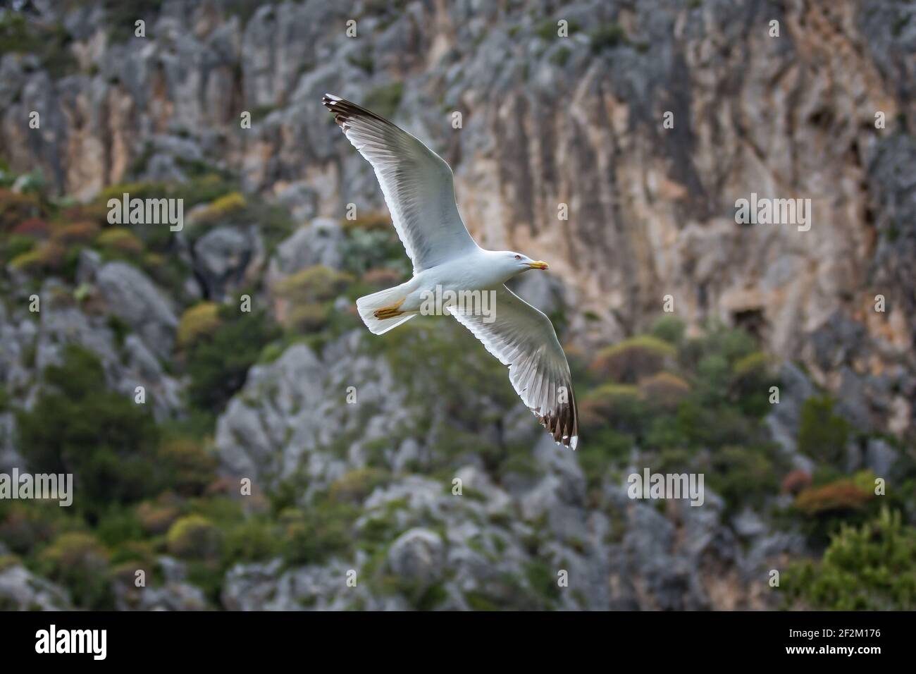 Wasservogel fliegt über die Klippen. Möwen fliegen an den Faraglioni Klippen auf der Insel Capri, Tyrrhenisches Meer, Italien Stockfoto