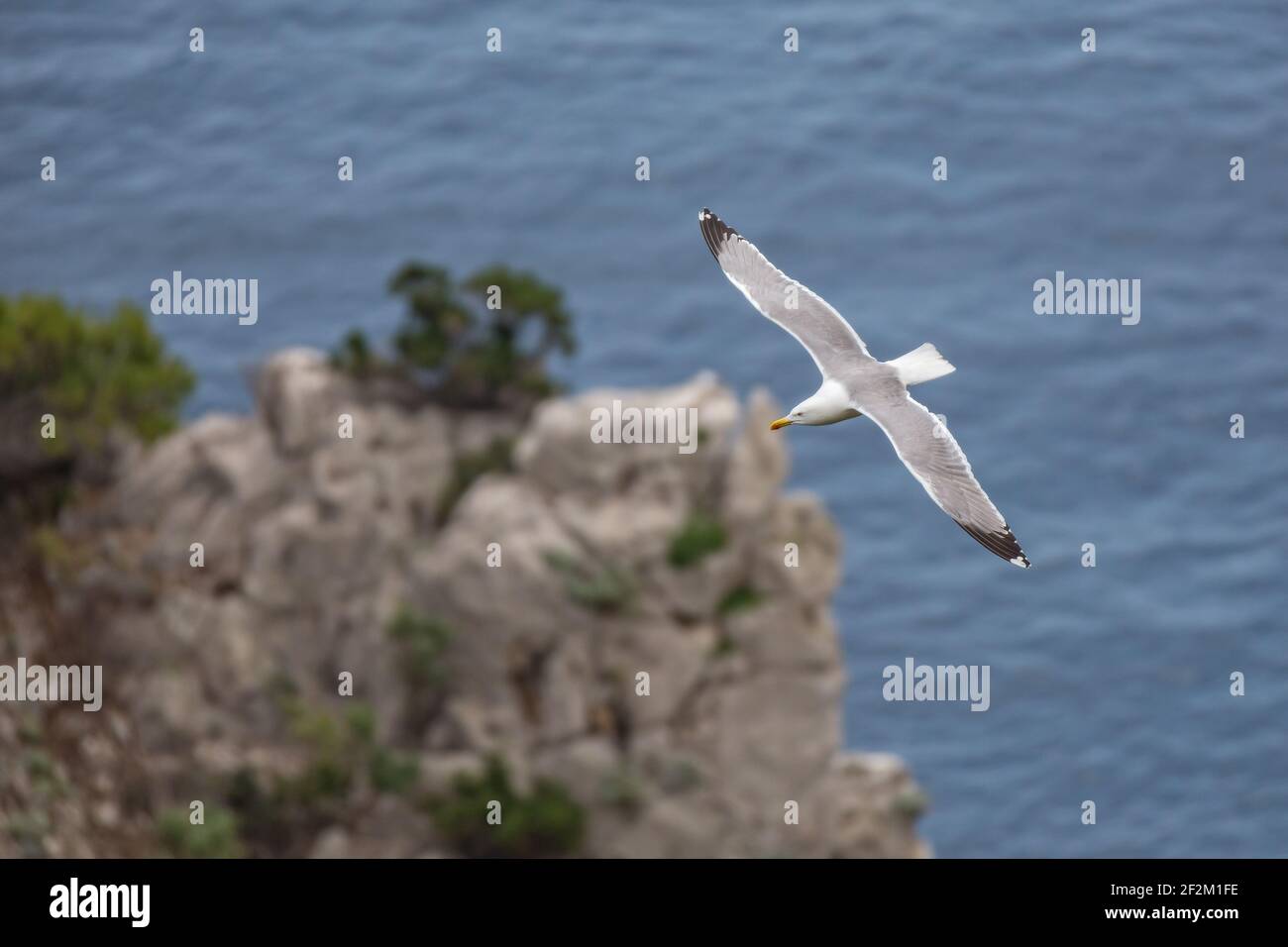 Wasservogel, der über das blaue Meer fliegt. Möwen fliegen an den Faraglioni Klippen auf der Insel Capri, Tyrrhenisches Meer, Italien Stockfoto
