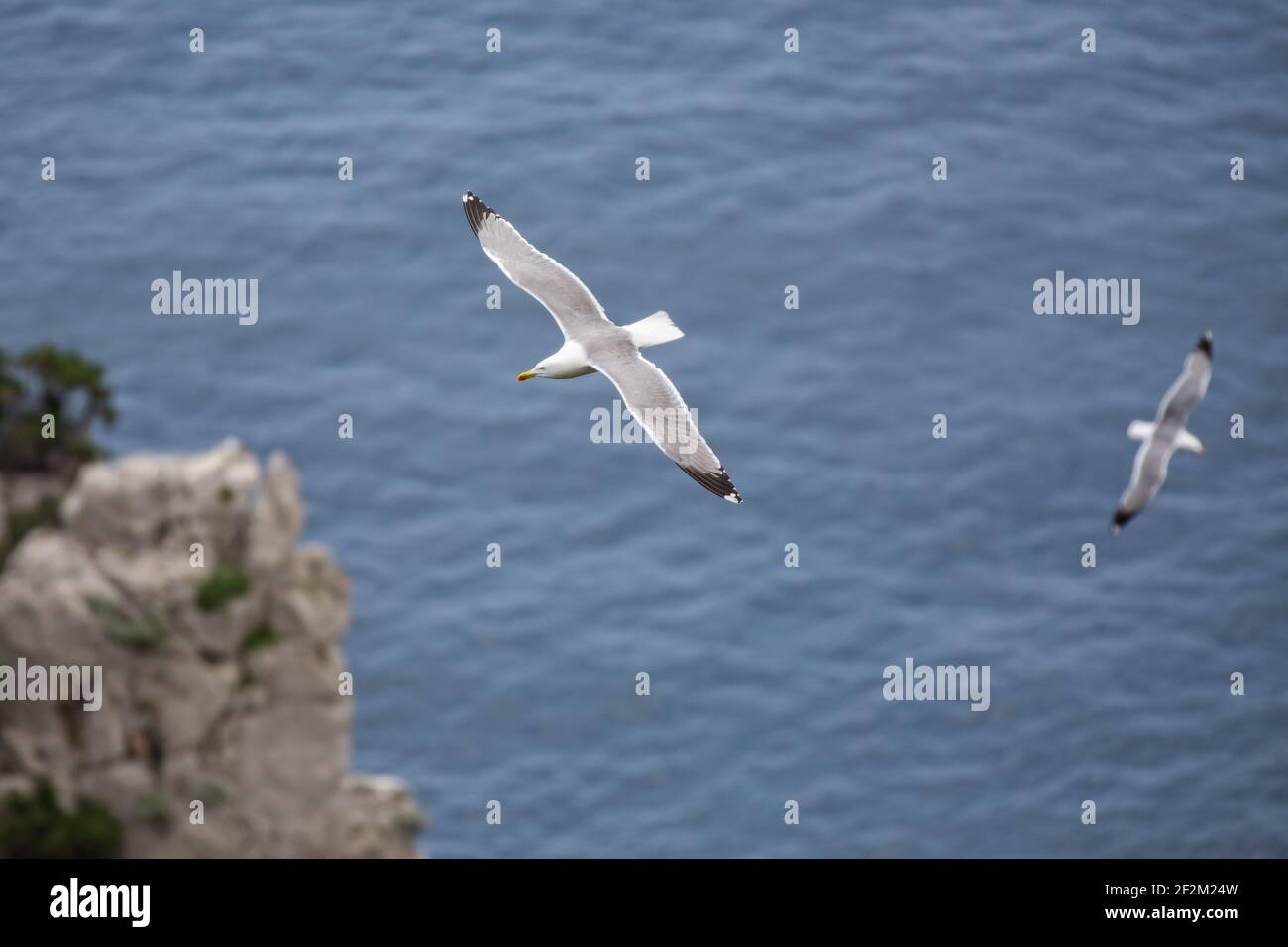 Wasservögel fliegen über das blaue Meer. Möwen fliegen an den Faraglioni Klippen auf der Insel Capri, Tyrrhenisches Meer, Italien Stockfoto