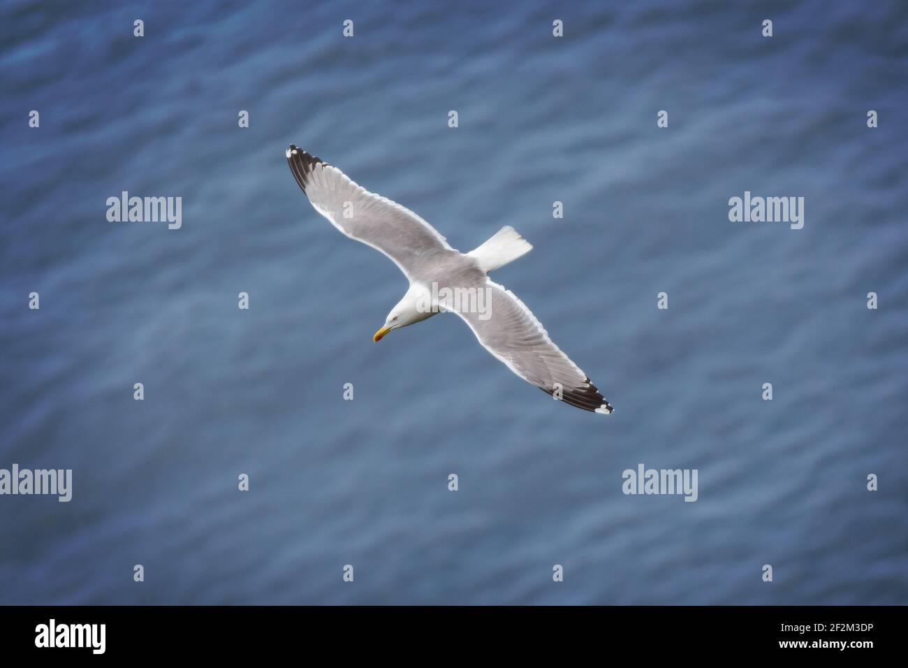 Möwe fliegt über das blaue Meer. Ein großer Weißwasservogel schwebt über dem tiefblauen Meer, dem Tyrrhenischen Meer, der Insel Capri, Italien Stockfoto