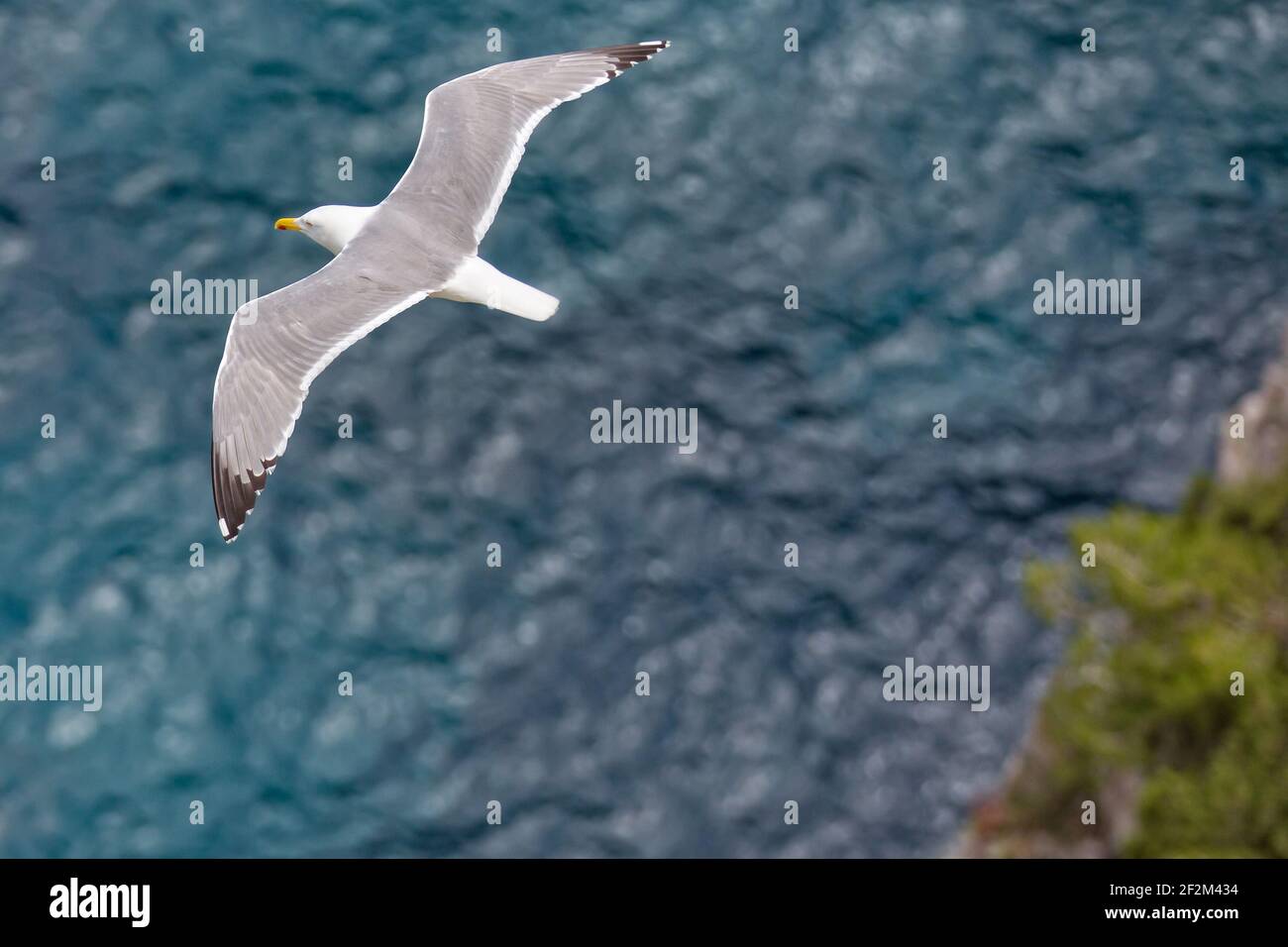 Möwe fliegt über das blaue Meer. Ein großer Weißwasservogel schwebt über dem tiefblauen Meer, dem Tyrrhenischen Meer, der Insel Capri, Italien Stockfoto