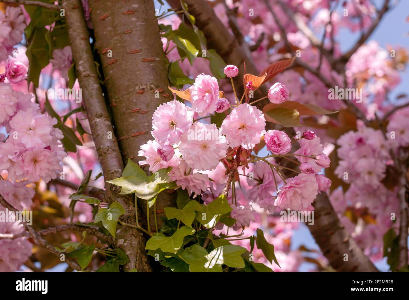 Prunus serrulata oder japanische Kirschbaum Kirschblüten rosa Blüten Blüht im Frühling Stockfoto