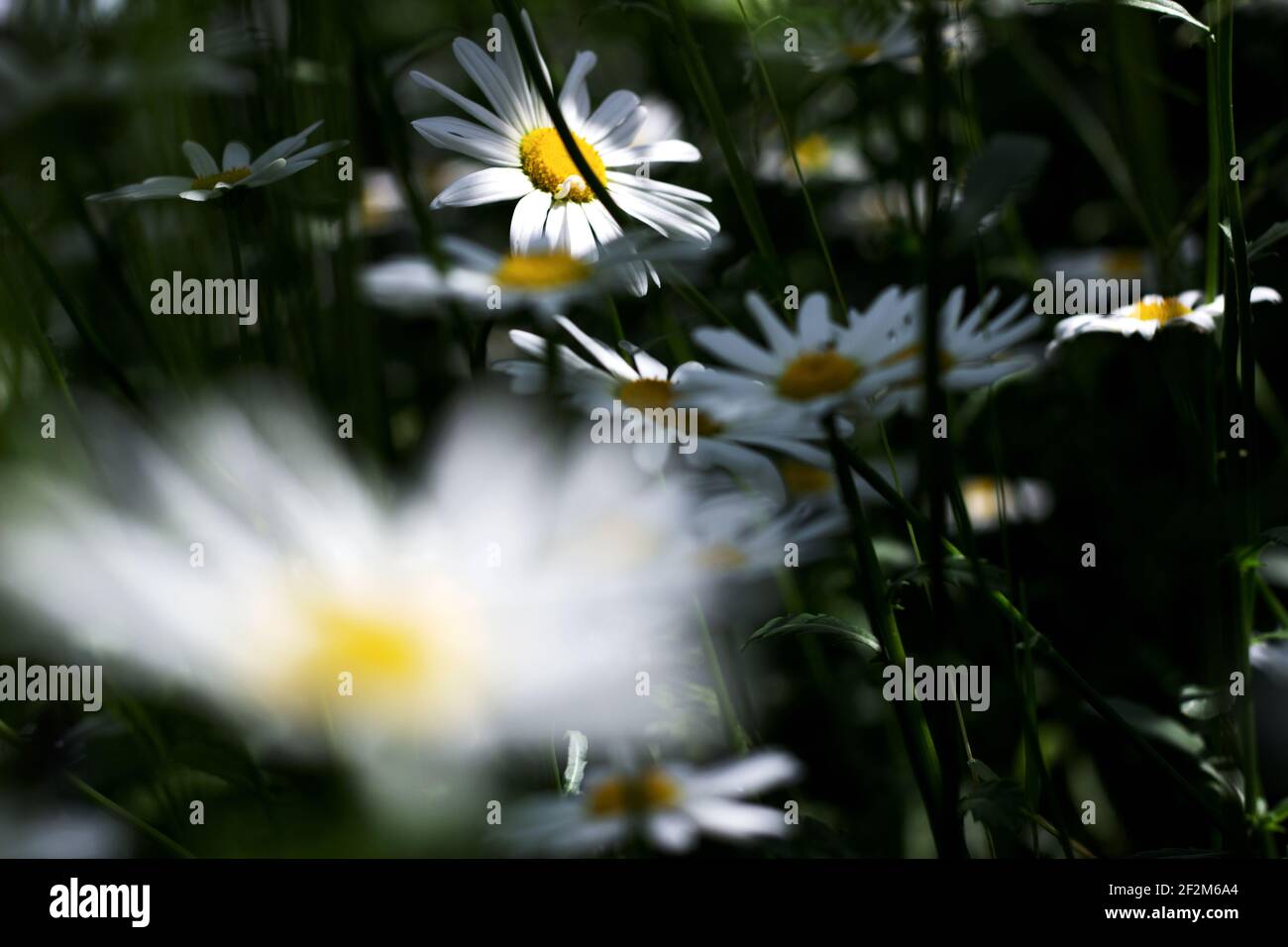 Chamomiles Meadow. Frühling Sommer Gartenarbeit. Stockfoto