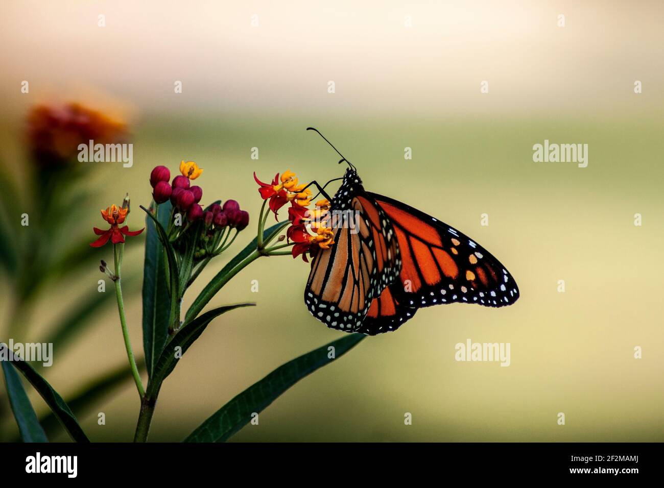 Nahaufnahme von Monarch gegen grünen und gelben Bokeh Hintergrund. Stockfoto