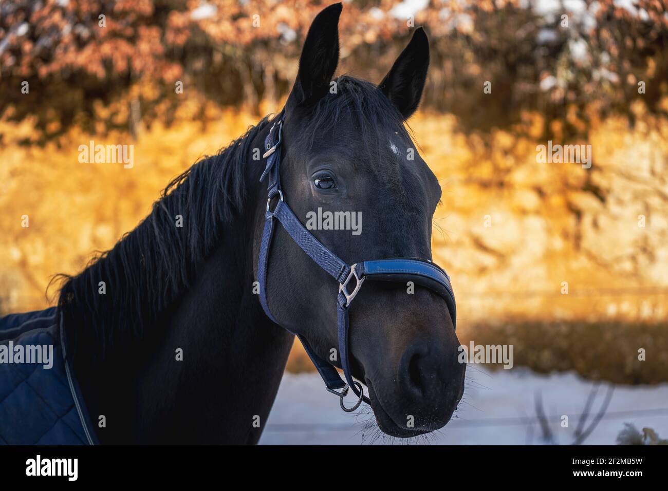 Pferd, Porträt, schwarz, Halter, Decke, Winter Stockfoto