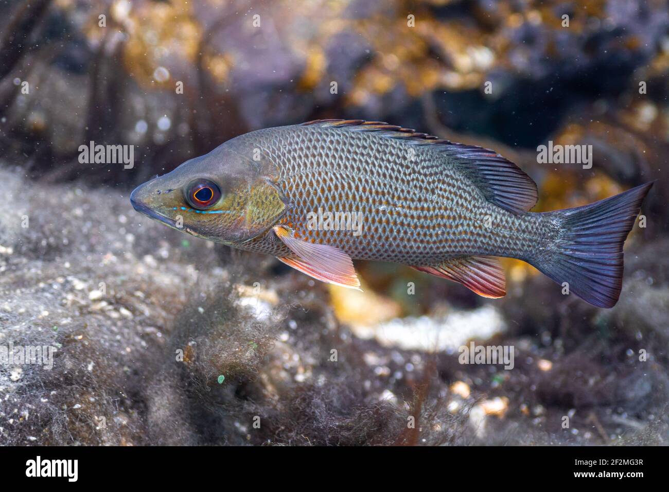 Nahaufnahme eines wunderschönen Mangroven Snapper mit seinen subtilen und doch farbenfrohen Markierungen. Stockfoto