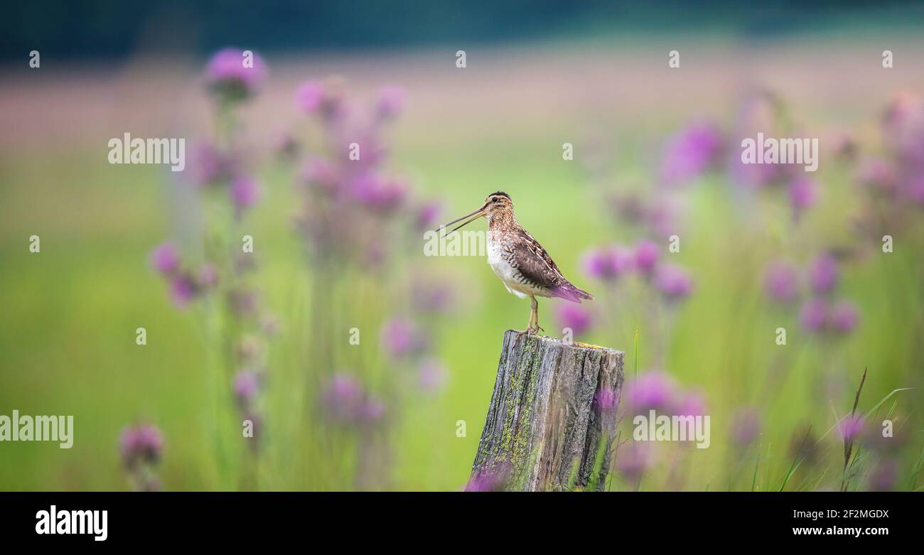 Die Common Snipe Gallinago auf der Suche nach Nahrung in der Wiese und fliegt und sitzt auf Holzstangen, das beste Foto. Stockfoto