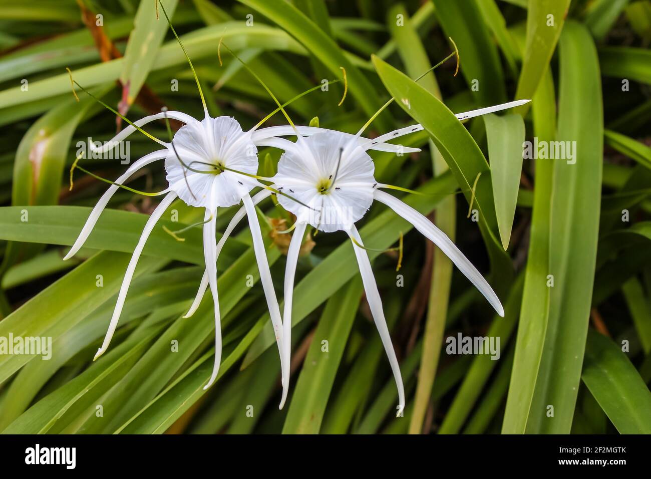 ANT Highway - schöne weiße halbtransparente weiße tropische Blumen mit Lange Trendsetter, die Ameisen als Weg gegen Verschwommene grüne Blätter Stockfoto