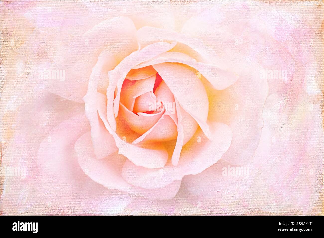 Eine arty strukturierte Nahaufnahme der Mitte einer rosa pfirsichfarbenen Rosenblume. Stockfoto